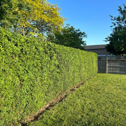 A neatly trimmed hedge and lawn from the CATS Tree Care website