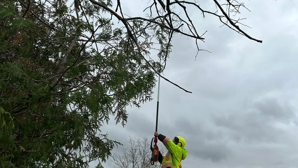 Tree care worker using a pole saw to prune branches