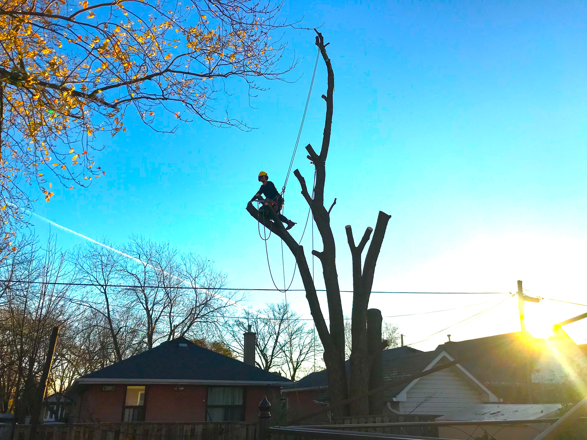 CATS arborist working high in a tree above a residential backyard